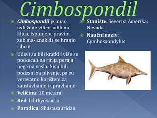  Cimbospondil je imao
izdužene vilice nalik na
kljun, ispunjene pravim
zubima- znak da se hranio
ribom.
 Udovi su bili kratki i više su
podsećali na riblja peraja
nego na vesla. Nisu bili
podesni za plivanje, pa su
verovatno korišteni za
zaustavljanje i upravljanje.
 Veličina: 10 metara
 Red: Ichthyosauria
 Porodica: Shastasauridae
 Stanište: Severna Amerika:
Nevada
 Naučni naziv:
Cymbospondylus
 