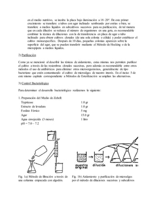 en el medio nutritivo, se incuba la placa bajo iluminación a 18–20°. De este primer
crecimiento se transfiere a tubos con agar inclinado sembrando por estrías o bien, se
transfiere a medios líquidos en subcultivos sucesivos para su purificación, de tal manera
que en cada dilución se reduzca el número de organismos en una gota, es recomendable
combinar la técnica de diluciones con la de transferencia en placa de agar o tubo
inclinado para obtenr cultivos clonales (de una sola colonia o célula) y poder establecer el
cultivo monoespecífico. Después de 10 días, pequeñas colonias aparecen sobre la
superficie del agar, que se pueden transferir mediante el Método de Hocking o de la
micropipeta a medios líquidos.
2) Purificación
Como ya se mencionó al describir las ténicas de aislamiento, estas mismas nos permiten purificar
el çultivo a través de las resiembras clonales sucesivas, pero además es recomendable entre otros
métodos el uso de antibióticos para eliminar otros microorganismos, generalmente de tipo
bacteriano que estén contaminando el cultivo de microalgas de nuestro interés. En el inciso 5 de
este mismo capítulo correspondiente a Métodos de Esterilización se amplian las alternativas.
3) Control Bacteriológico
Para determinar el desarrollo bacteriológico realizamos lo siguiente:
1. Preparación del Medio de Zobell:
Trypticase 1.0 gr
Extracto de levadura 1.0 gr
Fosfato Férrico 5 mg
Agar 15.0 gr
Agua envejecida (3 meses) 1 litro
pH = 7.0 – 7.2
Fig. 1a) Método de filtración a través de
una columna empacada con algodón.
Fig. 1b) Aislamiento y purificación de microalgas
por el método de diluciones sucesivas y subcultivos
 