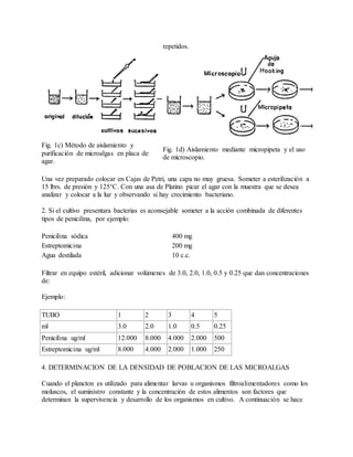 repetidos.
Fig. 1c) Método de aislamiento y
purificación de microalgas en placa de
agar.
Fig. 1d) Aislamiento mediante micropipeta y el uso
de microscopio.
Una vez preparado colocar en Cajas de Petri, una capa no muy gruesa. Someter a esterilización a
15 lbrs. de presión y 125°C. Con una asa de Platino picar el agar con la muestra que se desea
analizar y colocar a la luz y observando si hay crecimiento bacteriano.
2. Si el cultivo presentara bacterias es aconsejable someter a la acción combinada de diferentes
tipos de penicilina, por ejemplo:
Penicilina sódica 400 mg
Estreptomicina 200 mg
Agua destilada 10 c.c.
Filtrar en equipo estéril, adicionar volúmenes de 3.0, 2.0, 1.0, 0.5 y 0.25 que dan concentraciones
de:
Ejemplo:
TUBO 1 2 3 4 5
ml 3.0 2.0 1.0 0.5 0.25
Penicilina ug/ml 12.000 8.000 4.000 2.000 500
Estreptomicina ug/ml 8.000 4.000 2.000 1.000 250
4. DETERMINACION DE LA DENSIDAD DE POBLACION DE LAS MICROALGAS
Cuando el plancton es utilizado para alimentar larvas u organismos filtroalimentadores como los
moluscos, el suministro constante y la concentración de estos alimentos son factores que
determinan la supervivencia y desarrollo de los organismos en cultivo. A continuación se hace
 