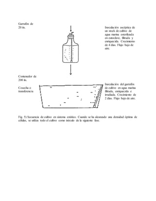 Garrafón de
20 its.
Contenedor de
200 its.
Inoculación ascéptica de
un stock de cultivo de
agua marina esterilizada
en outoclave, filtrada y
enriquecida. Crecimiento
de 4 días. Flujo bajo de
aire.
Cosecha o
transferencia
Inoculación del garrafón
de cultivo en agua marina
filtrada, enriquecida e
irradiada. Crecimiento de
2 días. Flujo bajo de aire.
Fig. 5) Secuencia de cultivo en sistema estático. Cuando se ha alcanzado una densidad óptima de
células, se utiliza todo el cultivo como inóculo de la siguiente fase.
 