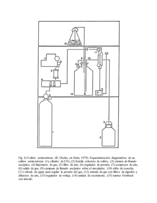 Fig. 6) Cultivo semicontinuo (R. Ukeles, en Stein, 1979). Esquematización diagramética de un
cultivo semicontinuo (1), cilindro de CO2, (2) botella colectora de cultivo, (3) cámara de llenado
ascéptico, (4) flujómetro de gas, (5) filtro de aire, (6) regulador de presión, (7) compresor de aire,
(8) salida de gas, (9) campana de llenado ascéptico sobre el inoculador, (10) sifón de cosecha,
(11) válvula de aguja para regular la presión del gas, (12) entrada de gas con filtros de algodón y
difusores de aire, (13) regulador de voltaje, (14) unidad de crecimiento, (15) matraz Fernbach
con inóculo.
 