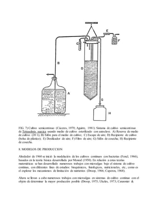 FIG. 7) Cultivo semicontinuo (Cáceres, 1979; Aguirre, 1981). Sistama de cultivo semicontinuo
de Tetraselmis suecica usando medio de cultivo esterilizado con autoclave. A) Reserva de medio
de cultivo (20 1); B) Sifón para el medio de cultivo; C) Escape de aire; D) Recipiente de cultivo
(bolsa de plástico); E) Dosificador de aire; F) Filtro de aire; G) Sifón de cosecha; H) Recipiente
de cosecha.
8. MODELOS DE PRODUCCION
Alrededor de 1960 se inició la modelación de los cultivos continuos con bacterias (Fencl, 1966),
basados en la teoría básica desarrollada por Monod (1950). En relación a estas teorías
matemáticas se han desarrollado numerosos trabajos con microalgas bajo el sistema de cultivo
continuo, con diferentes fines de estudios: bioquímicos, fisiológicos, nutricionales, etc., como es
el explorar los mecanismos de limitación de nutrientes (Droop, 1966; Caperon, 1968).
Ahora se llevan a cabo numerosos trabajos con microalgas en sistemas de cultivo continuo con el
objeto de determinar la mayor producción posible (Droop, 1975; Ukeles, 1973; Canzonier &
 