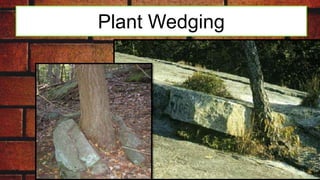 Plant Wedging
 