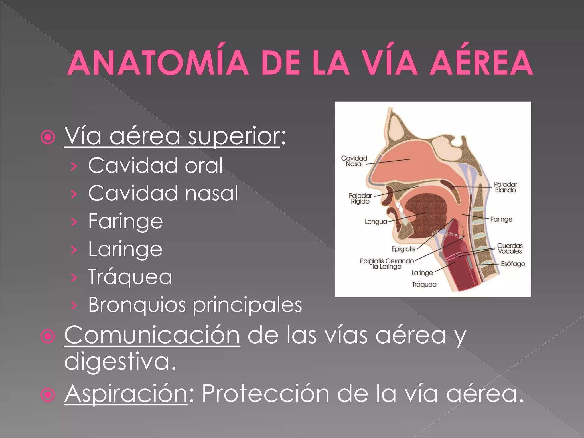 Ii 9 Anatomofisiologia De La Via Aerea PDF ii-9-anatomofisiologia-de-la-via-aerea-pdf