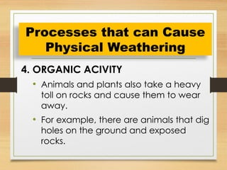 4. ORGANIC ACIVITY
• Animals and plants also take a heavy
toll on rocks and cause them to wear
away.
• For example, there are animals that dig
holes on the ground and exposed
rocks.
Processes that can Cause
Physical Weathering
 