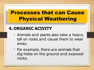 4. ORGANIC ACIVITY
• Animals and plants also take a heavy
toll on rocks and cause them to wear
away.
• For example, there are animals that
dig holes on the ground and exposed
rocks.
Processes that can Cause
Physical Weathering
 