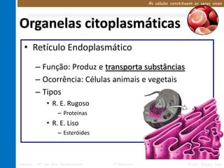As células constituem os seres vivos




Organelas citoplasmáticas
  • Retículo Endoplasmático
        – Função: Produz e transporta substâncias
        – Ocorrência: Células animais e vegetais
        – Tipos
              • R. E. Rugoso
                     – Proteínas
              • R. E. Liso
                     – Esteróides



Ciências – 8º ano Ens. Fundamental   1º Bimestre                      Profa. Rebeca Vale
 