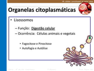 As células constituem os seres vivos




Organelas citoplasmáticas
   • Lisossomos
         – Função: Digestão celular
         – Ocorrência: Células animais e vegetais

               • Fagocitose e Pinocitose
               • Autofagia e Autólise




Ciências – 8º ano Ens. Fundamental   1º Bimestre                      Profa. Rebeca Vale
 
