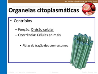 As células constituem os seres vivos




Organelas citoplasmáticas
  • Centríolos
        – Função: Divisão celular
        – Ocorrência: Células animais

              • Fibras de tração dos cromossomos




Ciências – 8º ano Ens. Fundamental   1º Bimestre                      Profa. Rebeca Vale
 