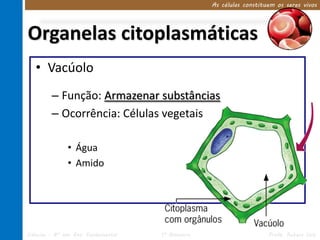 As células constituem os seres vivos




Organelas citoplasmáticas
   • Vacúolo
         – Função: Armazenar substâncias
         – Ocorrência: Células vegetais

               • Água
               • Amido




Ciências – 8º ano Ens. Fundamental   1º Bimestre                      Profa. Rebeca Vale
 