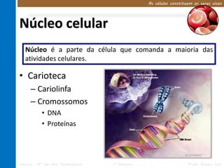 As células constituem os seres vivos




Núcleo celular
   Núcleo é a parte da célula que comanda a maioria das
   atividades celulares.

• Carioteca
      – Cariolinfa
      – Cromossomos
            • DNA
            • Proteínas




Ciências – 8º ano Ens. Fundamental   1º Bimestre                      Profa. Rebeca Vale
 