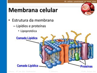 As células constituem os seres vivos




Membrana celular
• Estrutura da membrana
      – Lipídios e proteínas
            • Lipoprotéica

          Camada Lipídica




           Camada Lipídica                                           Proteínas
Ciências – 8º ano Ens. Fundamental   1º Bimestre                      Profa. Rebeca Vale
 
