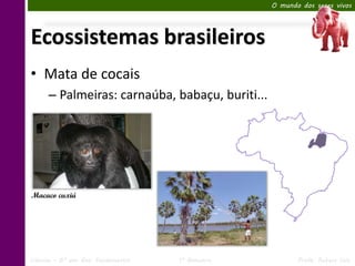 O mundo dos seres vivos




Ecossistemas brasileiros
• Mata de cocais
      – Palmeiras: carnaúba, babaçu, buriti...




Macaco cuxiú




Ciências – 6º ano Ens. Fundamental   1º Bimestre          Profa. Rebeca Vale
 