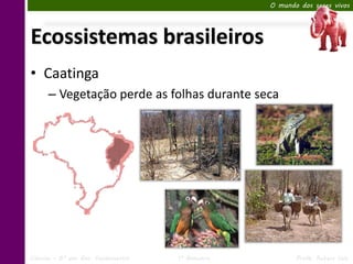 O mundo dos seres vivos




Ecossistemas brasileiros
• Caatinga
      – Vegetação perde as folhas durante seca




Ciências – 6º ano Ens. Fundamental   1º Bimestre          Profa. Rebeca Vale
 