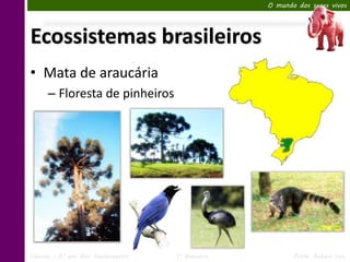 O mundo dos seres vivos




Ecossistemas brasileiros
• Mata de araucária
      – Floresta de pinheiros




Ciências – 6º ano Ens. Fundamental   1º Bimestre          Profa. Rebeca Vale
 
