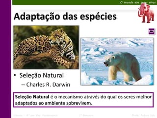 O mundo dos seres vivos




Adaptação das espécies




• Seleção Natural
      – Charles R. Darwin
 Seleção Natural é o mecanismo através do qual os seres melhor
 adaptados ao ambiente sobrevivem.

Ciências – 6º ano Ens. Fundamental   1º Bimestre          Profa. Rebeca Vale
 