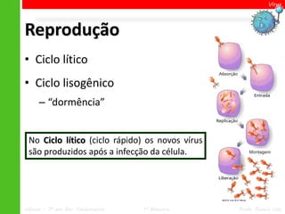 Vírus




Reprodução
• Ciclo lítico
• Ciclo lisogênico
      – “dormência”


 No Ciclo lítico (ciclo rápido) os novos vírus
 são produzidos após a infecção da célula.




Ciências – 7º ano Ens. Fundamental   1º Bimestre   Profa. Rebeca Vale
 
