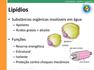 Carboidratos, lipídios e proteínas




Lipídios
• Substâncias orgânicas insolúveis em água
     – Apolares
     – Ácidos graxos + alcoóis

• Funções                                         gordura

     – Reserva energética          núcleo

     – Estrutural
     – Isolante
     – Proteção contra choques mecânicos
Ciências – 9º ano Ens. Fundamental   1º Período                  Profa. Rebeca Vale
 