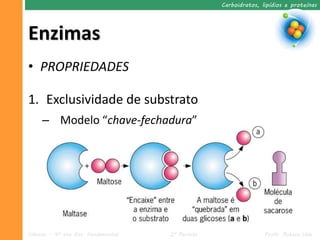 Carboidratos, lipídios e proteínas




Enzimas
• PROPRIEDADES

1. Exclusividade de substrato
     – Modelo “chave-fechadura”




Ciências – 9º ano Ens. Fundamental   2º Período                  Profa. Rebeca Vale
 