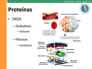 Carboidratos, lipídios e proteínas




Proteínas
• TIPOS
      – Globulares
            • Solúveis

      – Fibrosas
            • Insolúveis




Ciências – 9º ano Ens. Fundamental   2º Período                  Profa. Rebeca Vale
 