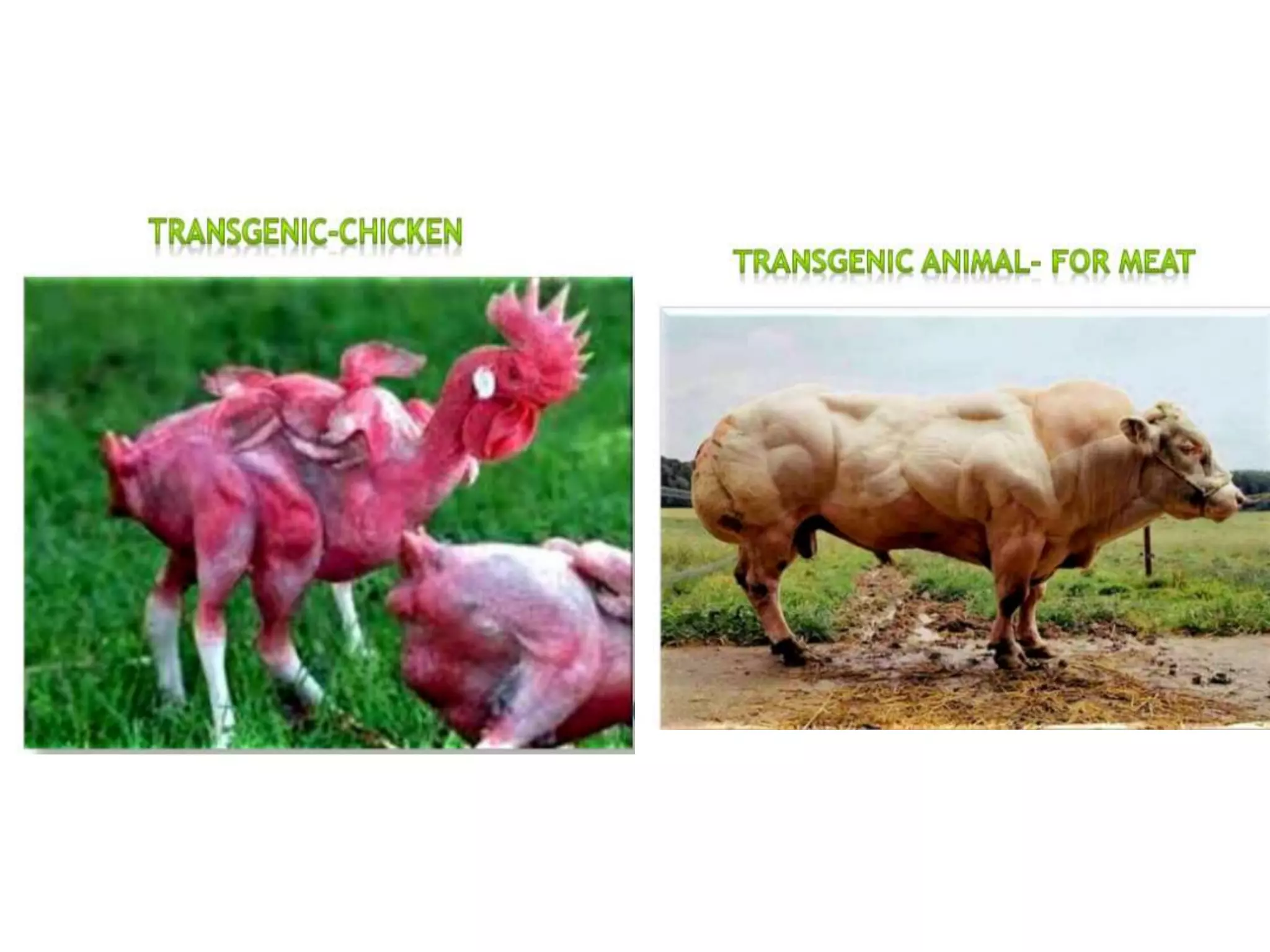 transgenic animals with desired traits