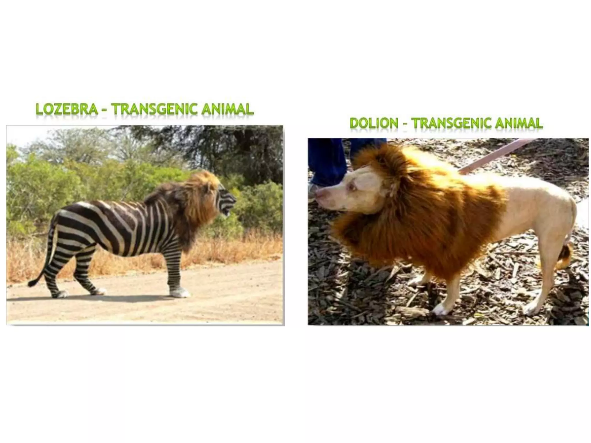 transgenic animals with desired traits