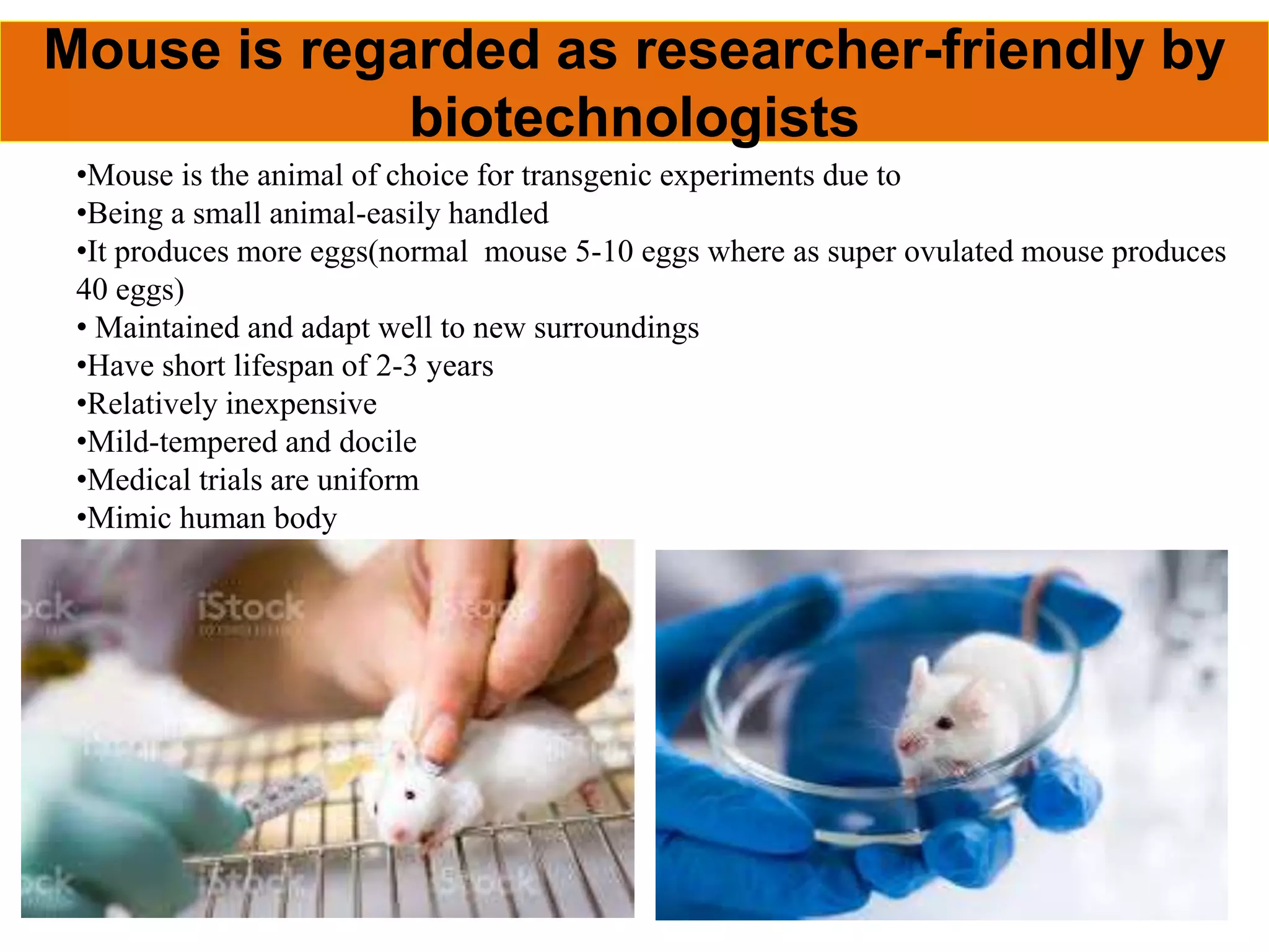 transgenic animals with desired traits