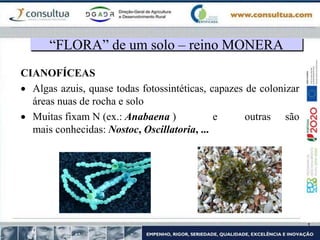 CIANOFÍCEAS
 Algas azuis, quase todas fotossintéticas, capazes de colonizar
áreas nuas de rocha e solo
 Muitas fixam N (ex.: Anabaena ) e outras são
mais conhecidas: Nostoc, Oscillatoria, ...
“FLORA” de um solo – reino MONERA
 