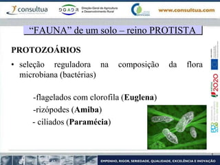 PROTOZOÁRIOS
• seleção reguladora na composição da flora
microbiana (bactérias)
-flagelados com clorofila (Euglena)
-rizópodes (Amiba)
- ciliados (Paramécia)
“FAUNA” de um solo – reino PROTISTA
 