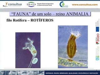 filo Rotifera – ROTÍFEROS
“FAUNA” de um solo – reino ANIMALIA
 