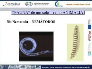 filo Nematoda – NEMÁTODOS
“FAUNA” de um solo – reino ANIMALIA
 