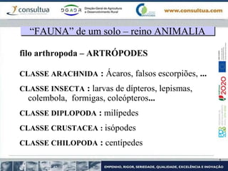 filo arthropoda – ARTRÓPODES
CLASSE ARACHNIDA : Ácaros, falsos escorpiões, ...
CLASSE INSECTA : larvas de dípteros, lepismas,
colembola, formigas, coleópteros...
CLASSE DIPLOPODA : milípedes
CLASSE CRUSTACEA : isópodes
CLASSE CHILOPODA : centípedes
“FAUNA” de um solo – reino ANIMALIA
 