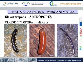filo arthropoda – ARTRÓPODES
CLASSE DIPLOPODA : milípedes
“FAUNA” de um solo – reino ANIMALIA
 