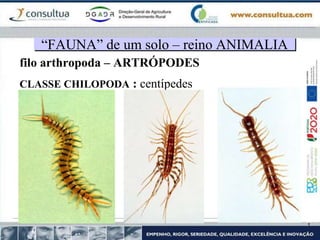 filo arthropoda – ARTRÓPODES
CLASSE CHILOPODA : centípedes
“FAUNA” de um solo – reino ANIMALIA
 