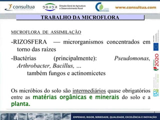 MICROFLORA DE ASSIMILAÇÃO
-RIZOSFERA  microrganismos concentrados em
torno das raízes
-Bactérias (principalmente): Pseudomonas,
Arthrobacter, Bacillus, …
também fungos e actinomicetes
Os micróbios do solo são intermediários quase obrigatórios
entre as matérias orgânicas e minerais do solo e a
planta.
TRABALHO DA MICROFLORA
 