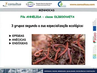 Filo ANNELIDA - classe OLIGOCHAETA
3 grupos segundo a sua especialização ecológica:
► EPÍGEAS
► ANÉCICAS
► ENDÓGEAS
MINHOCAS
 