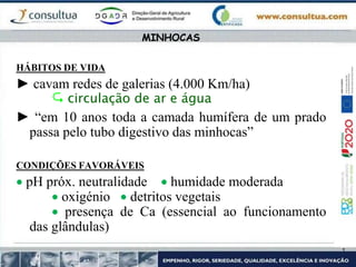 HÁBITOS DE VIDA
► cavam redes de galerias (4.000 Km/ha)
 circulação de ar e água
► “em 10 anos toda a camada humífera de um prado
passa pelo tubo digestivo das minhocas”
CONDIÇÕES FAVORÁVEIS
 pH próx. neutralidade  humidade moderada
 oxigénio  detritos vegetais
 presença de Ca (essencial ao funcionamento
das glândulas)
MINHOCAS
 