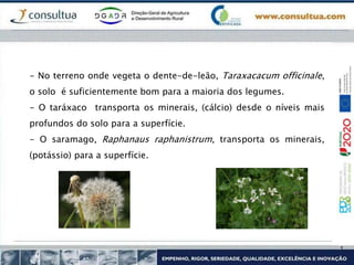 - No terreno onde vegeta o dente-de-leão, Taraxacacum officinale,
o solo é suficientemente bom para a maioria dos legumes.
- O taráxaco transporta os minerais, (cálcio) desde o níveis mais
profundos do solo para a superfície.
- O saramago, Raphanaus raphanistrum, transporta os minerais,
(potássio) para a superfície.
 