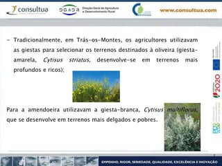 - Tradicionalmente, em Trás-os-Montes, os agricultores utilizavam
as giestas para selecionar os terrenos destinados à oliveira (giesta-
amarela, Cytisus striatus, desenvolve-se em terrenos mais
profundos e ricos);
Para a amendoeira utilizavam a giesta-branca, Cytisus multiflorus,
que se desenvolve em terrenos mais delgados e pobres.
 