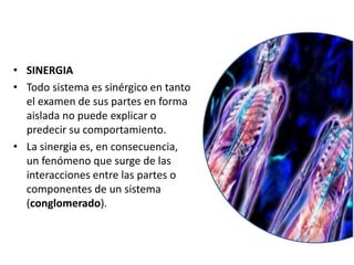 • SINERGIA
• Todo sistema es sinérgico en tanto
el examen de sus partes en forma
aislada no puede explicar o
predecir su comportamiento.
• La sinergia es, en consecuencia,
un fenómeno que surge de las
interacciones entre las partes o
componentes de un sistema
(conglomerado).
 