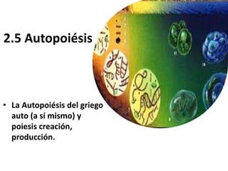 2.5 Autopoiésis
• La Autopoiésis del griego
auto (a sí mismo) y
poiesis creación,
producción.
 