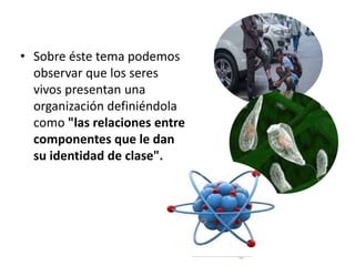 • Sobre éste tema podemos
observar que los seres
vivos presentan una
organización definiéndola
como "las relaciones entre
componentes que le dan
su identidad de clase".
 