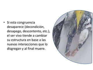 • Si esta congruencia
desaparece (decondición,
desapego, descontento, etc.),
el ser vivo tiende a cambiar
su estructura en base a las
nuevas interacciones que lo
disgregan y al final muere.
 