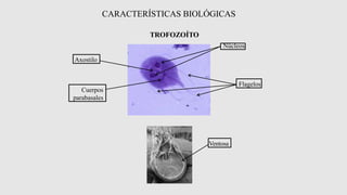 II. Clasificación de Parasitología (1).pptx