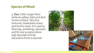 Species of Wood
5. Dao: Color ranges from
white to yellow, light and dark
brown to black.Very fine
textured, moderately heavy
and hard to work. It is used as
floorings, panellings, plywood
and for any purpose where
high decorative finish
decorative finish is desired.
10
 