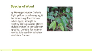 Species of Wood
9. Manggachapuy: Color is
light yellow to yellow gray, it
turns into a golden brown
when aged, straight or
slightly cross grained, glossy,
durable when in contact with
ground. Durable for interior
works. It is used for window
and door frames.
14
 
