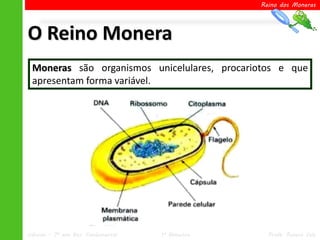 Reino dos Moneras




O Reino Monera
 Moneras são organismos unicelulares, procariotos e que
 apresentam forma variável.




Ciências – 7º ano Ens. Fundamental   1º Bimestre     Profa. Rebeca Vale
 