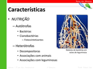 Reino dos Moneras




Características
• NUTRIÇÃO
      – Autótrofas
            • Bactérias
            • Cianobactérias
                  – Fotossintetizantes

      – Heterótrofas
                                                       Nódulos de bactérias em
            • Decompositoras                              raízes de leguminosa
            • Associações com animais
            • Associações com leguminosas

Ciências – 7º ano Ens. Fundamental       1º Bimestre                Profa. Rebeca Vale
 