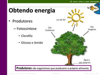 Os seres vivos e suas interações




Obtendo energia
• Produtores                                     Luz do Sol


                                                                                    Gás
      – Fotossíntese                    Gás
                                     Carbônico                                    Oxigênio


            • Clorofila

            • Glicose e Amido




                                                                             Água e
                                                                       sais minerais

         Produtores são organismos que produzem o próprio alimento.
Ciências – 6º ano Ens. Fundamental        1º Bimestre                        Profa. Rebeca Vale
 