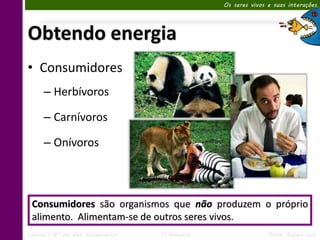 Os seres vivos e suas interações




Obtendo energia
• Consumidores
      – Herbívoros

      – Carnívoros

      – Onívoros



 Consumidores são organismos que não produzem o próprio
 alimento. Alimentam-se de outros seres vivos.
Ciências – 6º ano Ens. Fundamental   1º Bimestre                  Profa. Rebeca Vale
 
